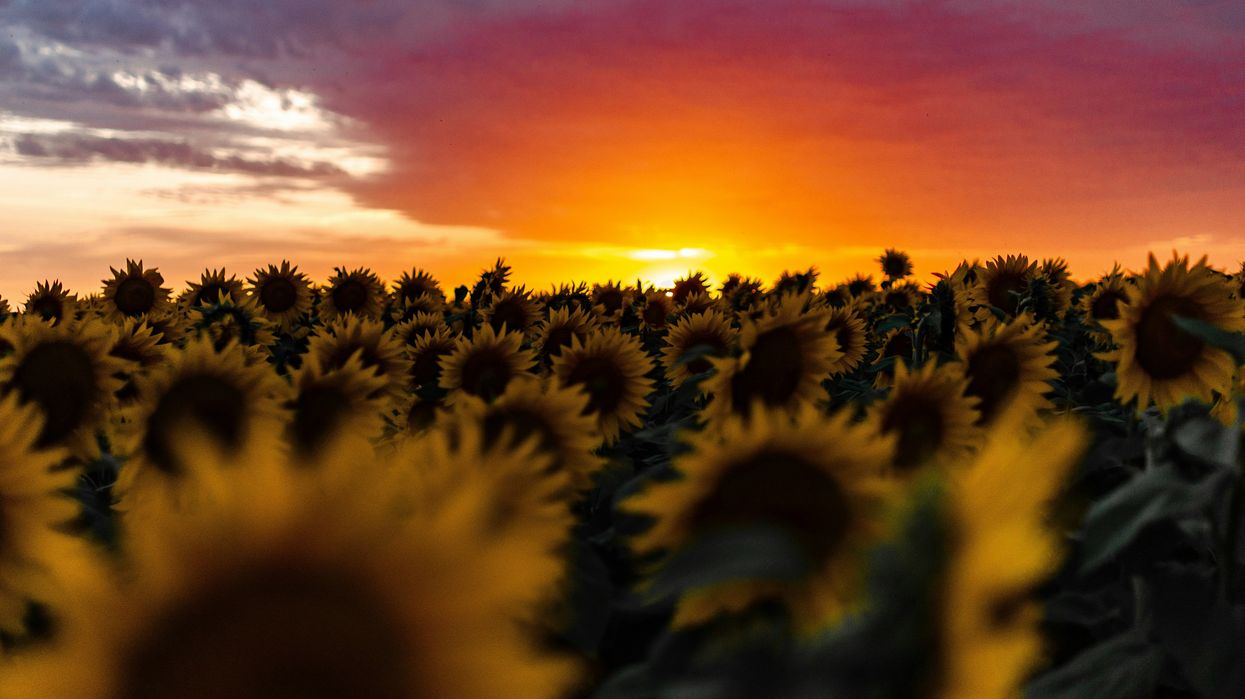 Maine farm group pressures EPA for stricter PFAS regulations