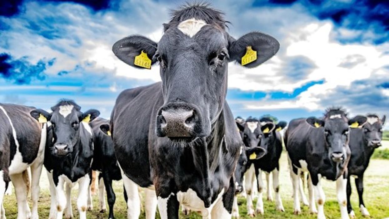 Meat and dairy industry's lobbying delays EU climate policies