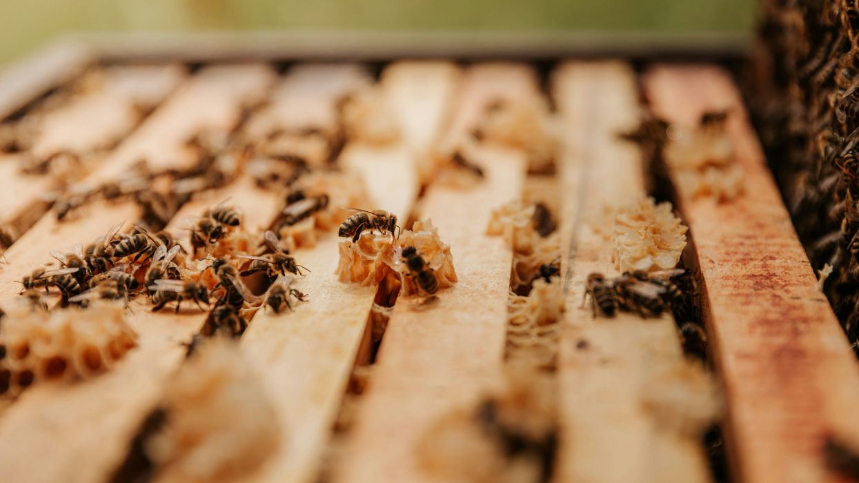 Indigenous beekeeping aids forest conservation and cultural preservation