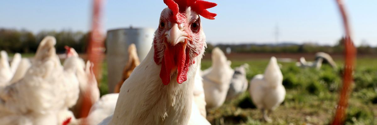 Man dies in Mexico from rare bird flu variant