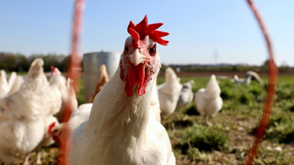 Man dies in Mexico from rare bird flu variant