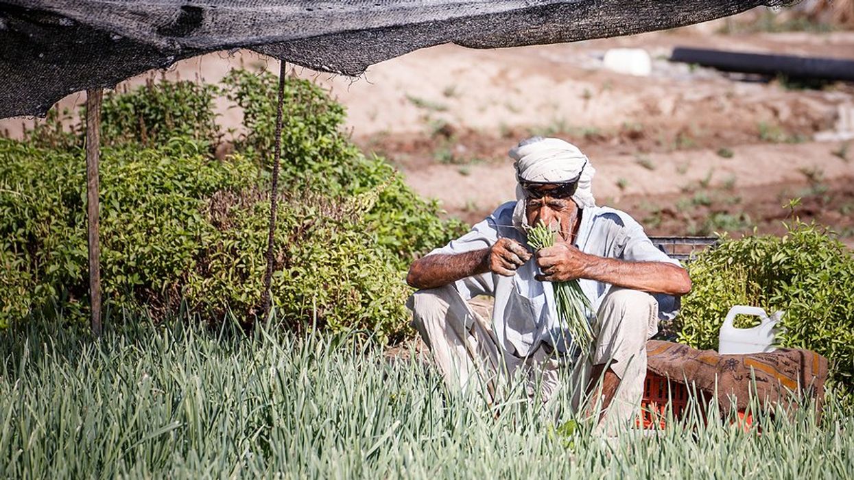 Rising temperatures drive Middle East food prices higher