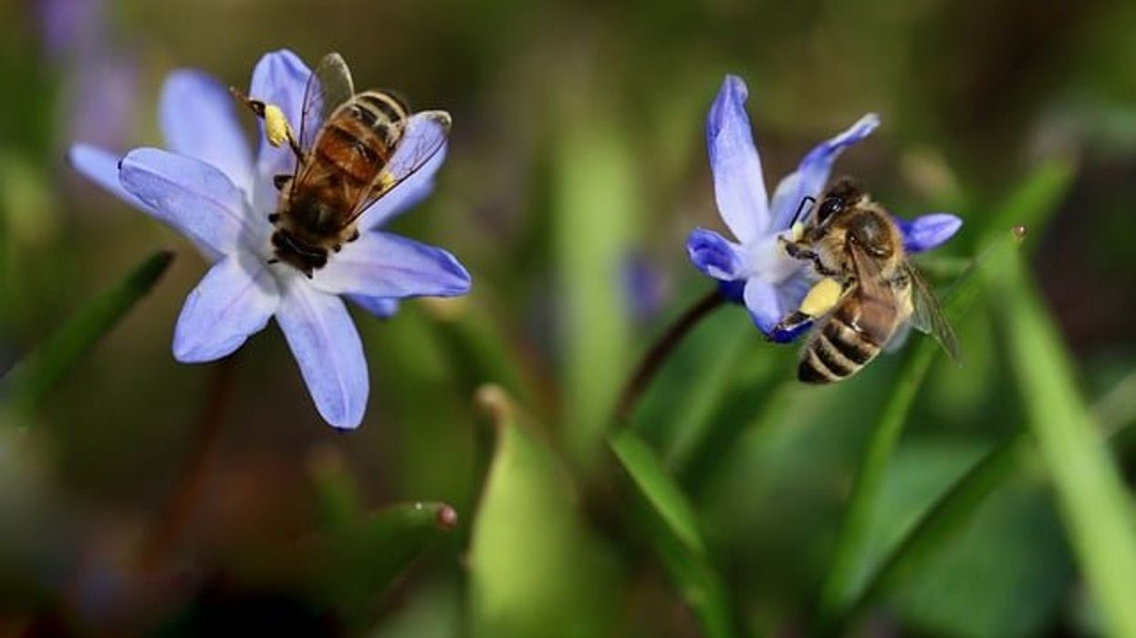 Corporate influence shapes conference presentations on controversial pesticides