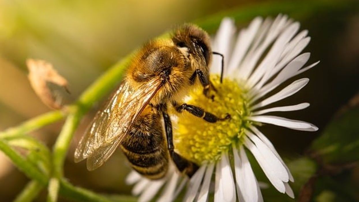 Bees and birds in California protected from harmful insecticides