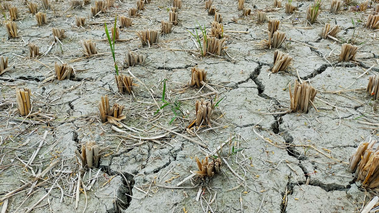 Uncertain weather forecasts are raising grocery costs