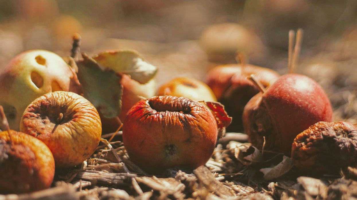 Tech alone won’t fix farm food waste without labor reforms