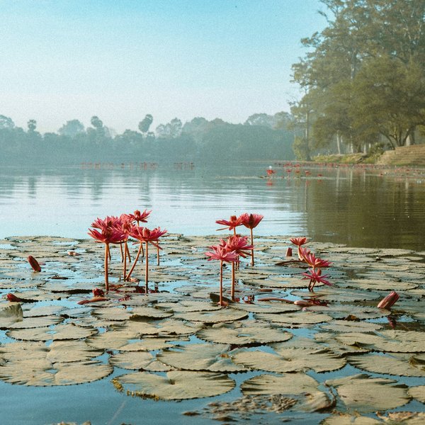 Environmental activists jailed in Cambodia for "anti-government conspiracy"