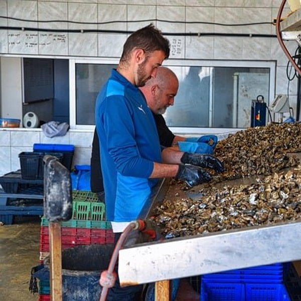 Maine oyster farmers combat plastic pollution with innovative techniques