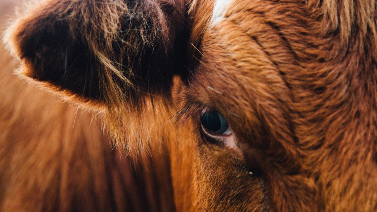 University research supports meat industry's image