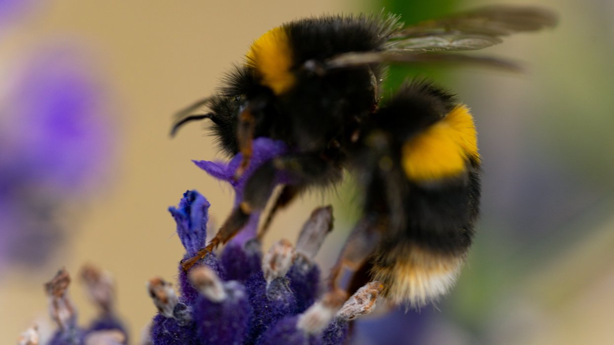 Pollinators and plants are becoming out of sync due to climate change