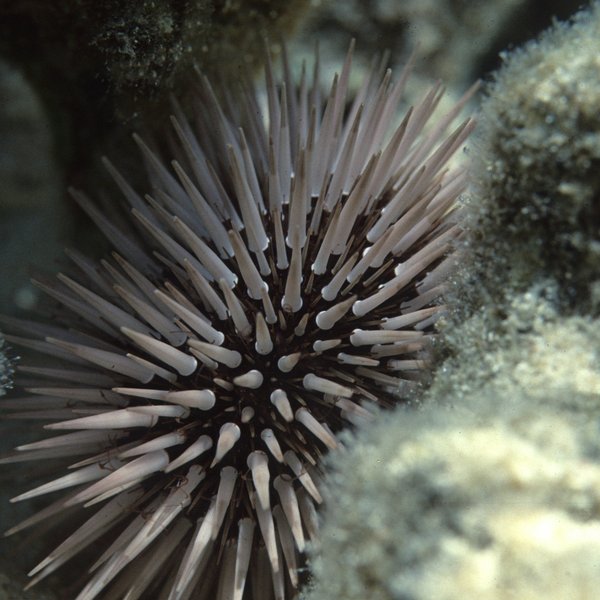 The US designates a new marine sanctuary led by Indigenous people