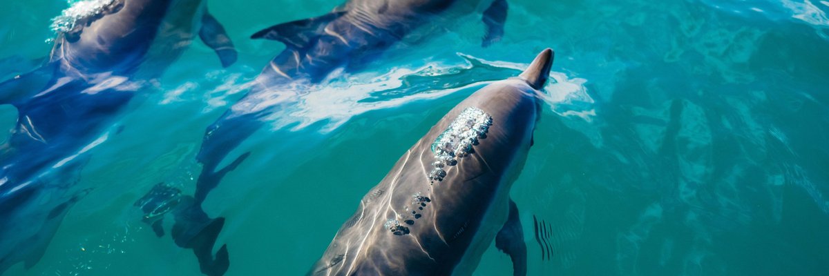 Dolphins exhale microplastics, revealing widespread pollution