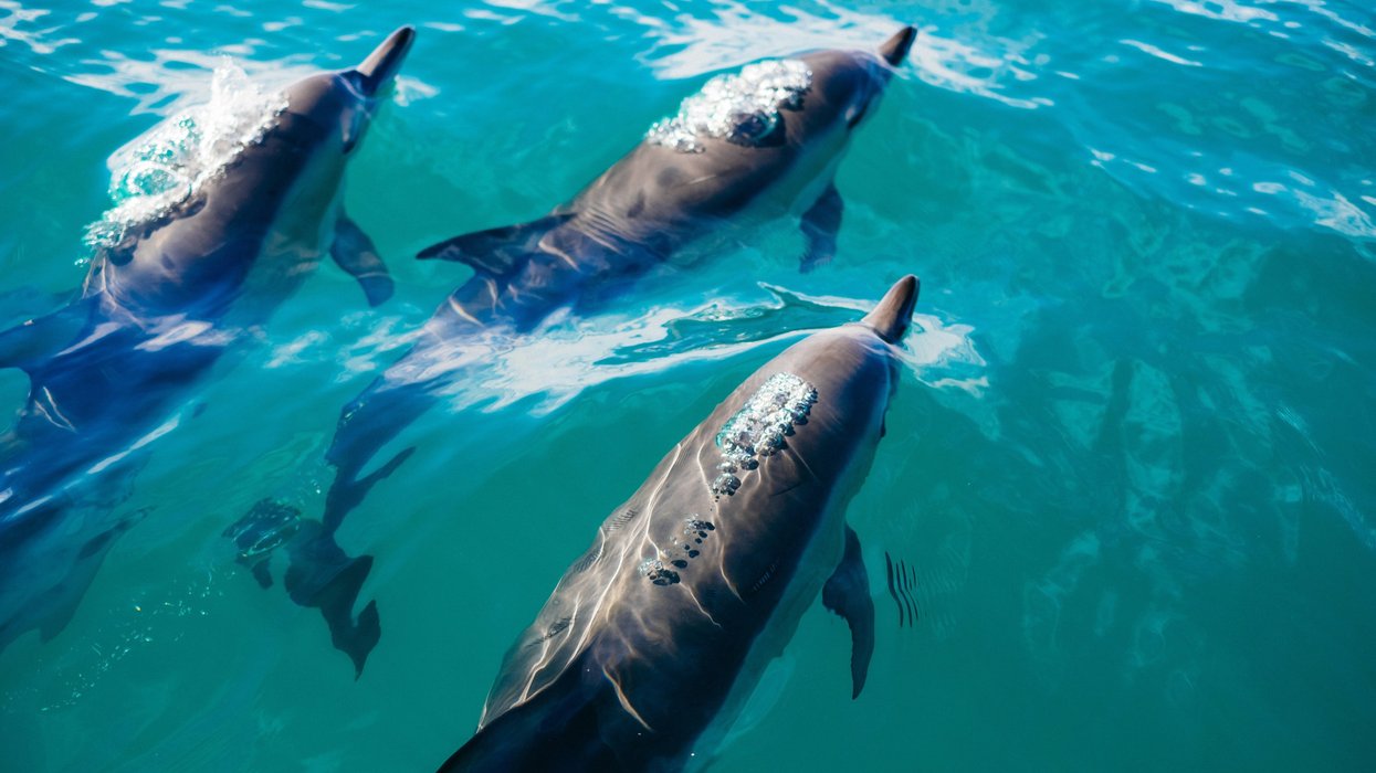 Dolphins exhale microplastics, revealing widespread pollution