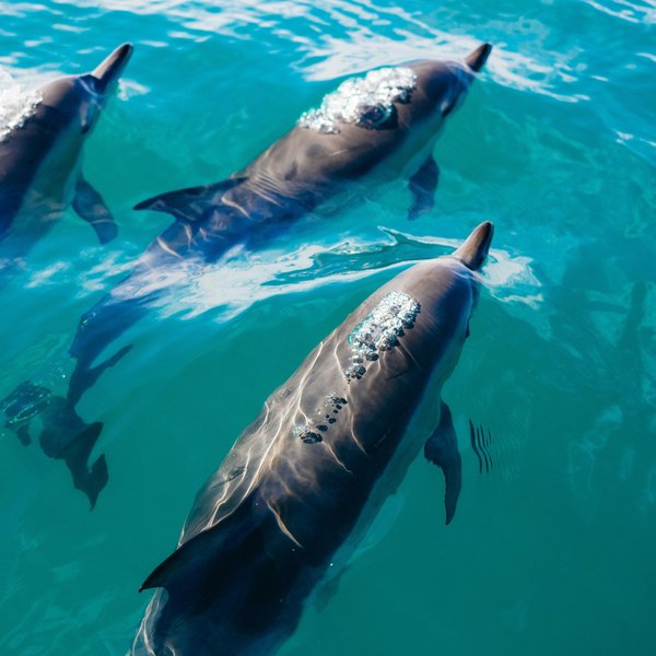 Dolphins exhale microplastics, revealing widespread pollution