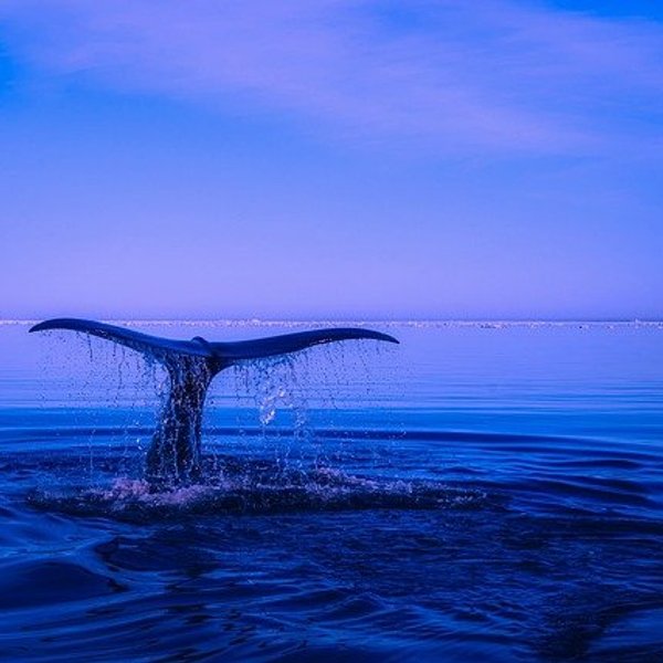 Only 14 of 60 nations have ratified agreement to protect high seas biodiversity