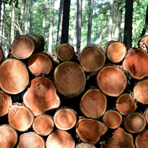 Increased logging proposed to address wildfire risks in the Pacific Northwest