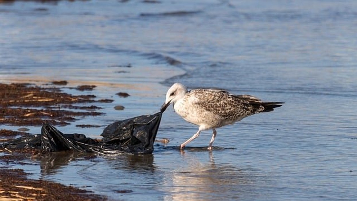 Oil giants produce 1,000 times more plastic than their cleanup efforts mitigate