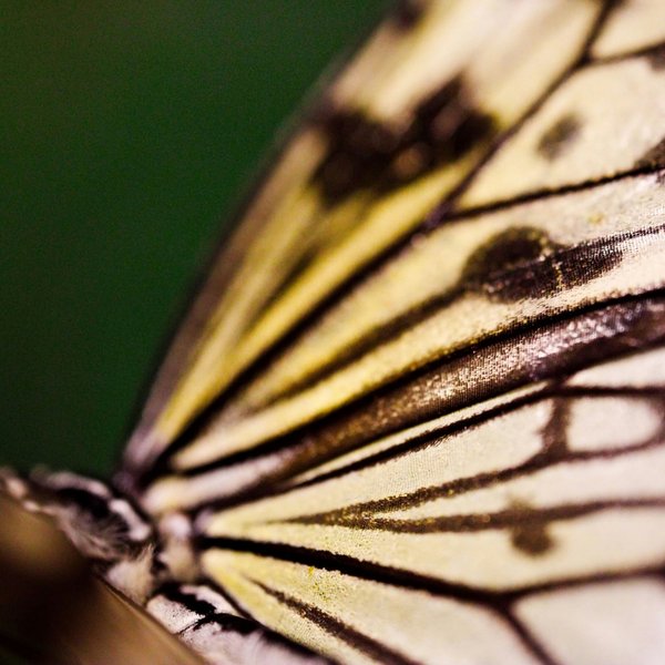 What Trump’s second term could mean for animal welfare