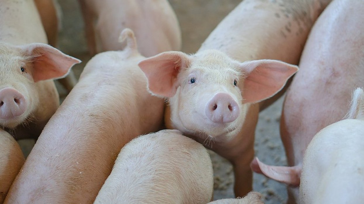 Development banks fund factory farming despite climate pledges