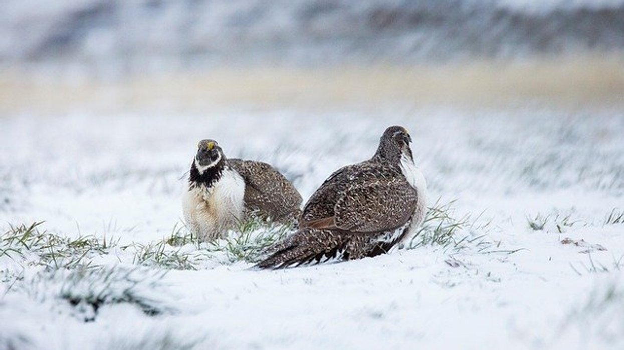 Growing horse populations jeopardize sage grouse survival