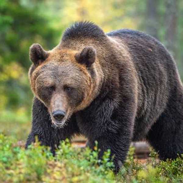 Bear attacks in Colorado are climate attacks