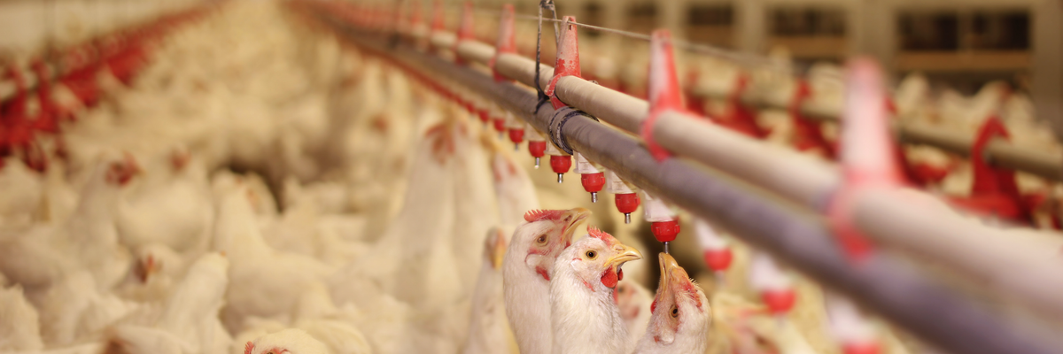 Move over bacon: Poultry farms are taking over North Carolina