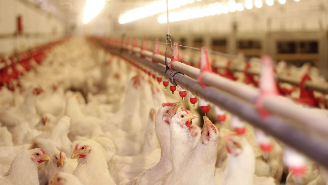 Move over bacon: Poultry farms are taking over North Carolina