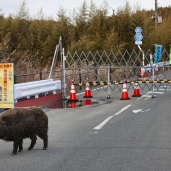 Wildlife abounds in these places abandoned years before coronavirus