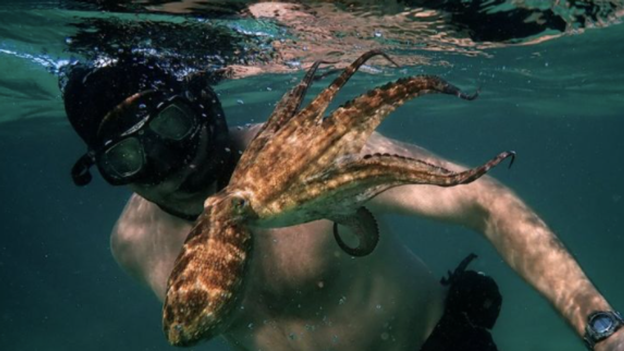 "Mi maestro el pulpo": 5 características fascinantes que muestra el documental nominado al Oscar