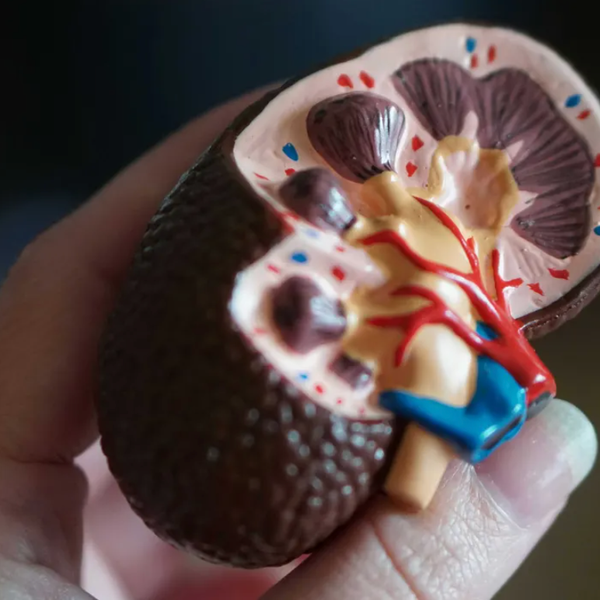 Plasticizers linked to changes in kidney function