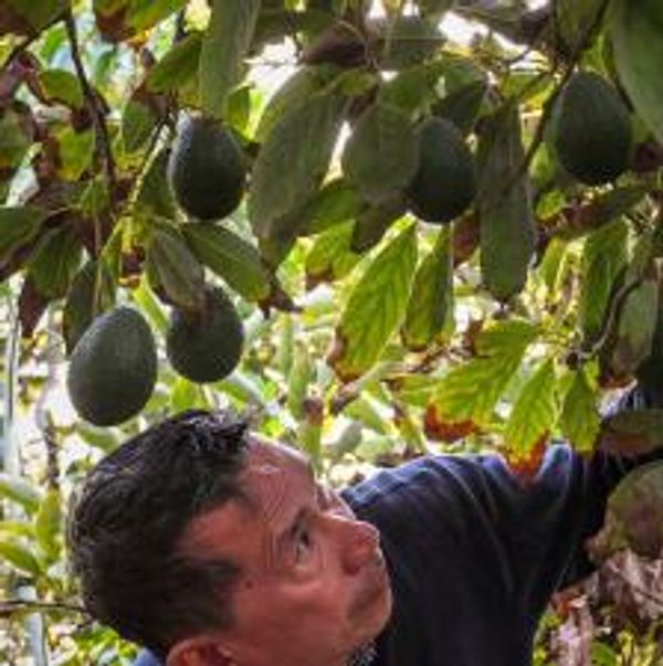 San Diego County avocado farmers must pay water district thousands to switch their service 一 or lose it