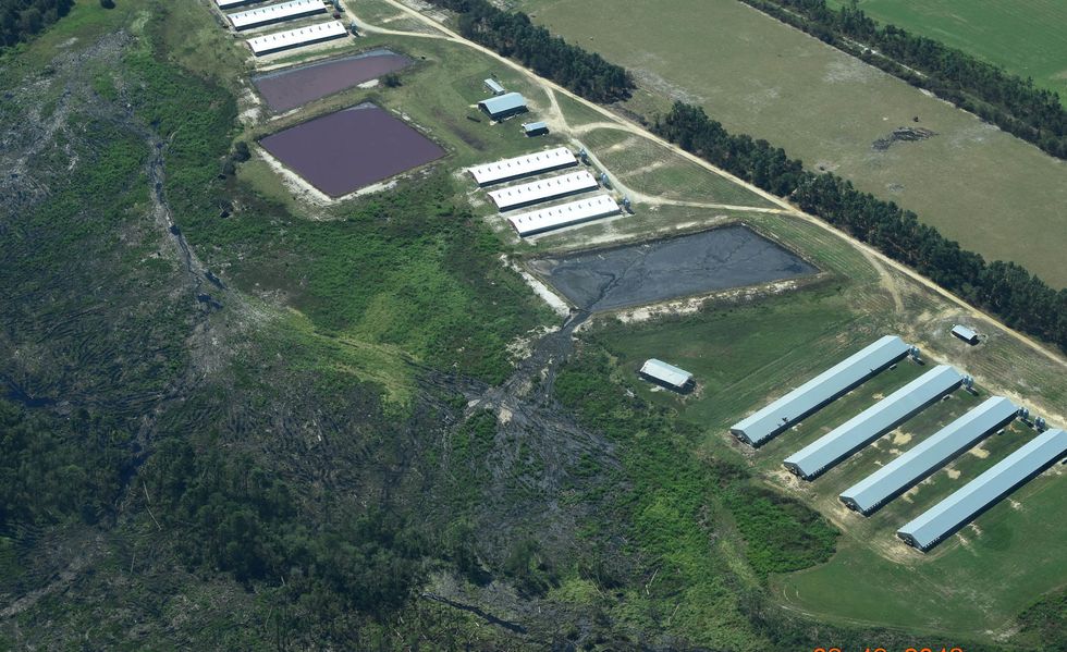 In North Carolina, hog waste pollution a familiar result. Will things ever change?