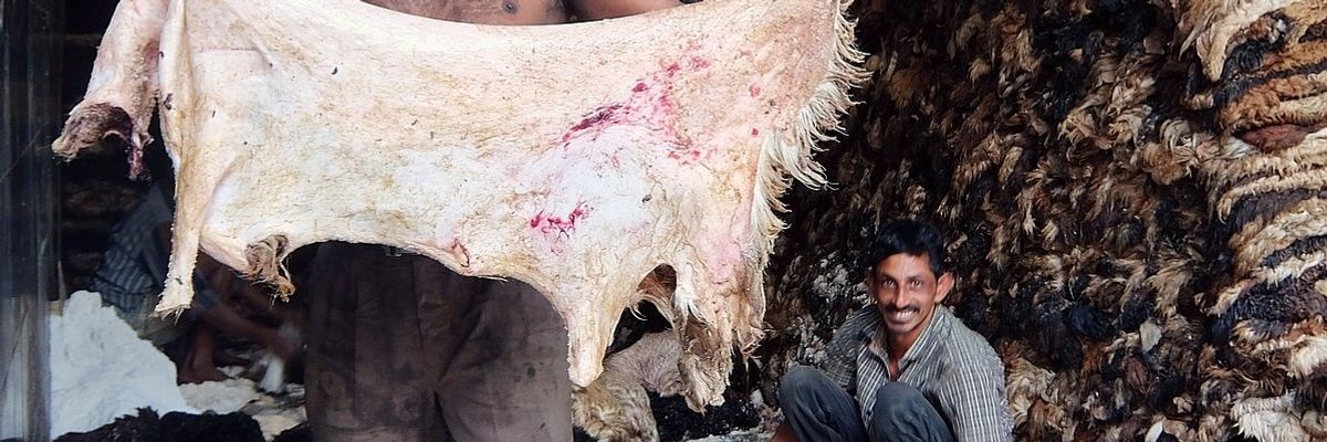 Indian tannery workers with piles of sheepskins