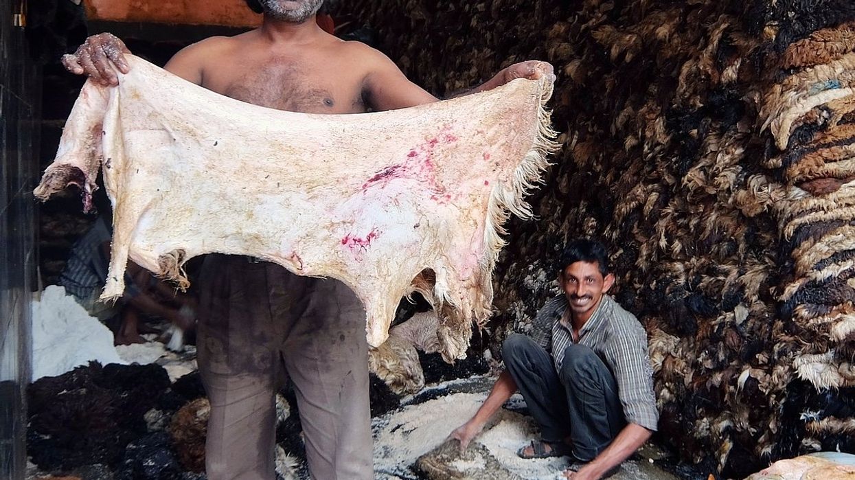 Indian tannery workers with piles of sheepskins