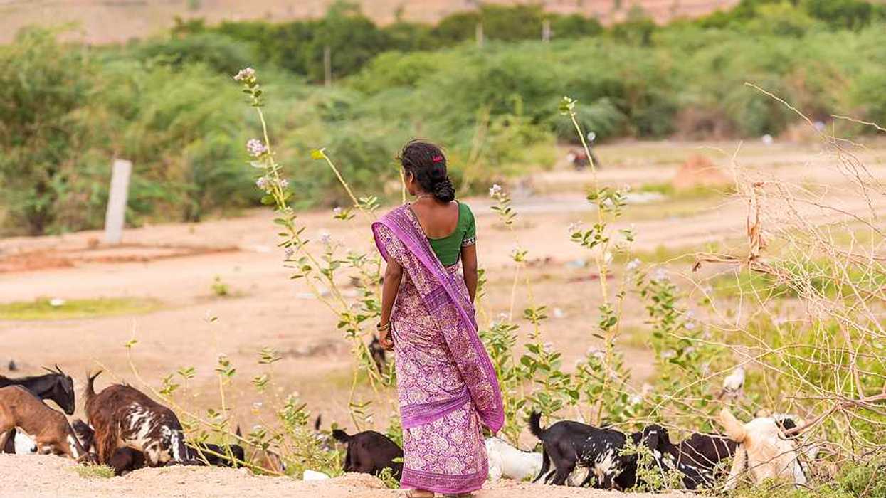 Indian woman in a field with a herd of goats