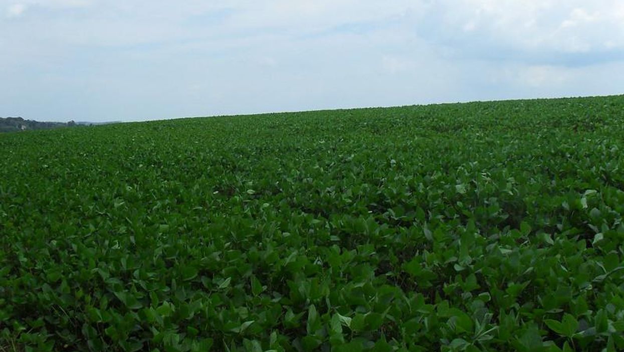 Indigenous communities in Paraguay fighting big soy