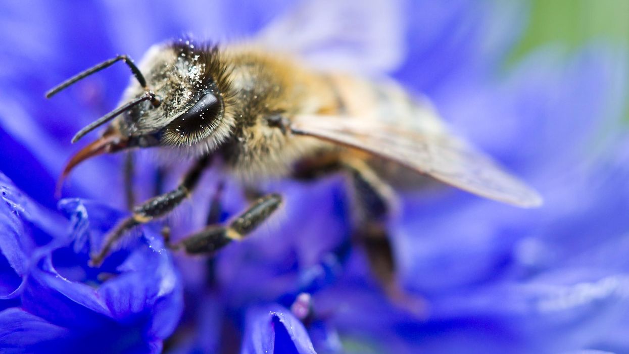 Silent Earth: Averting the insect apocalypse - EHN