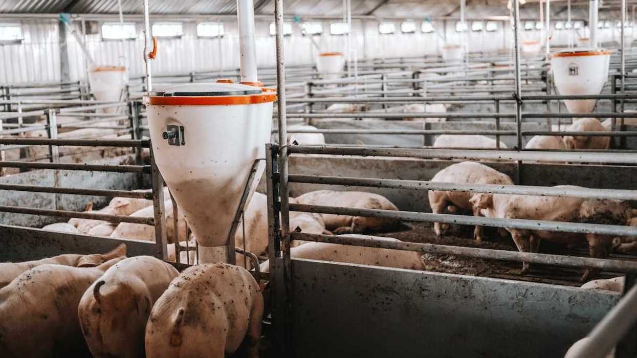 Interior confinement of a commercial hog farm CAFO