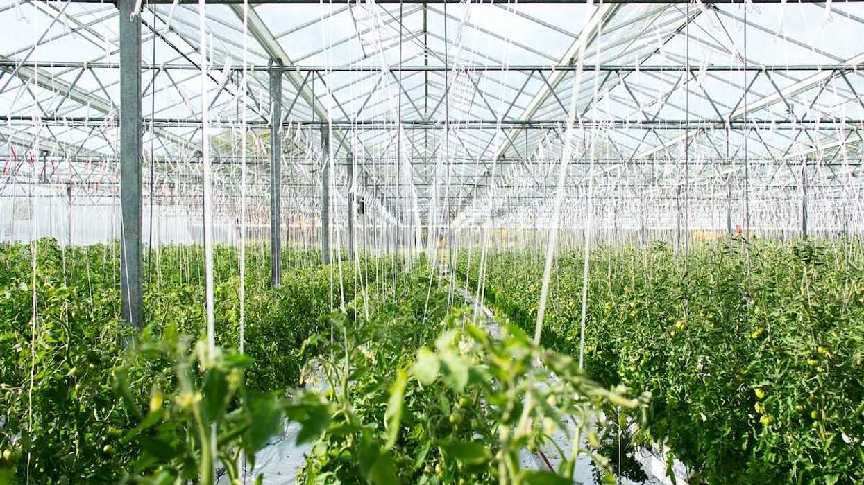 Interior of a large greenhouse