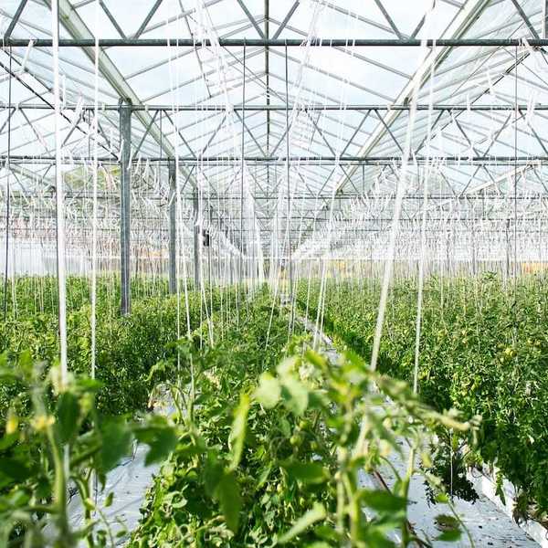 Interior of a large greenhouse