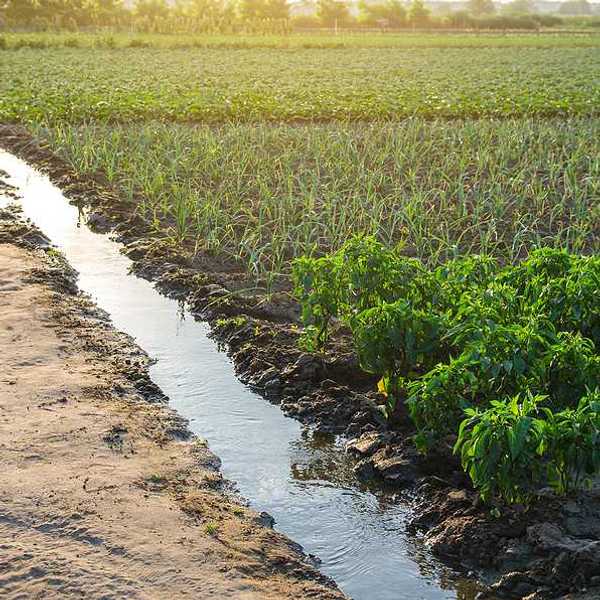 Irrigation canal running past green farm fields