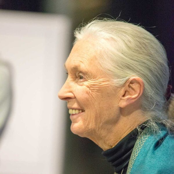 Jane Goodall, pioneering conservationist and primatologist