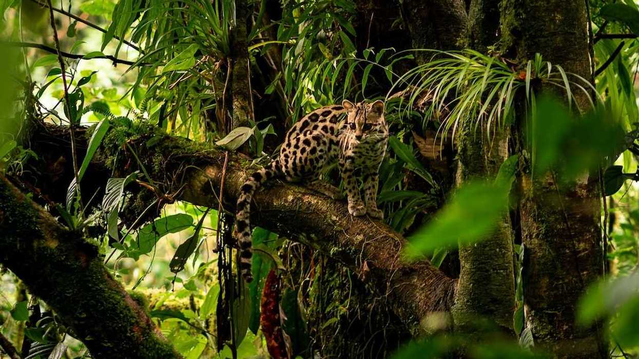 Jungle cat perched on a limb in a rainforest