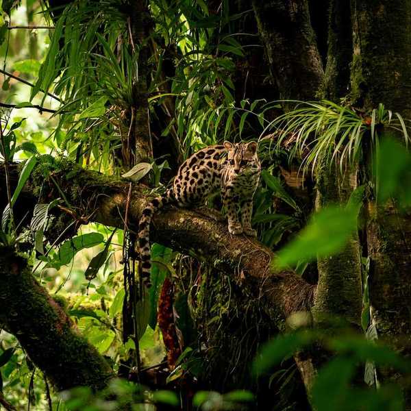 Jungle cat perched on a limb in a rainforest