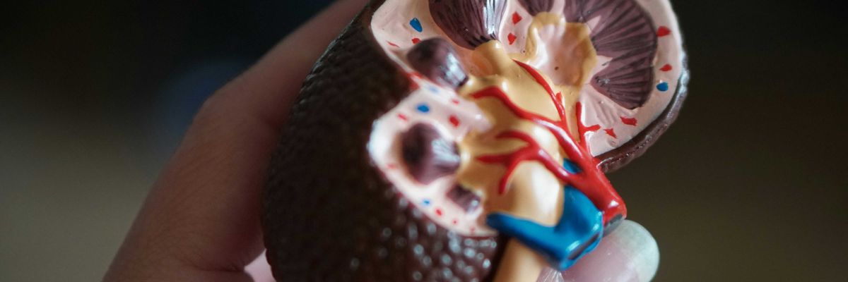 kidney scale model in hand