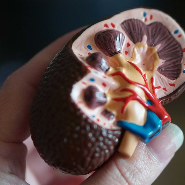 kidney scale model in hand