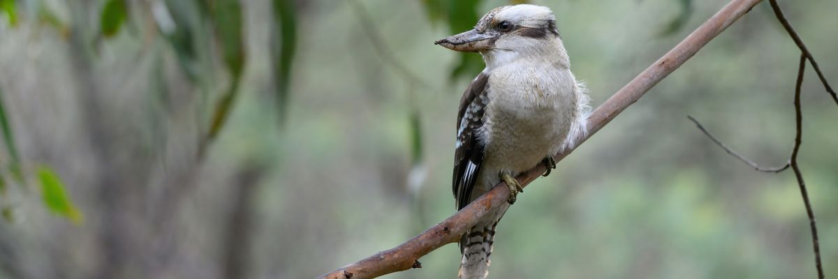 Kookaburra sitting on a branch.