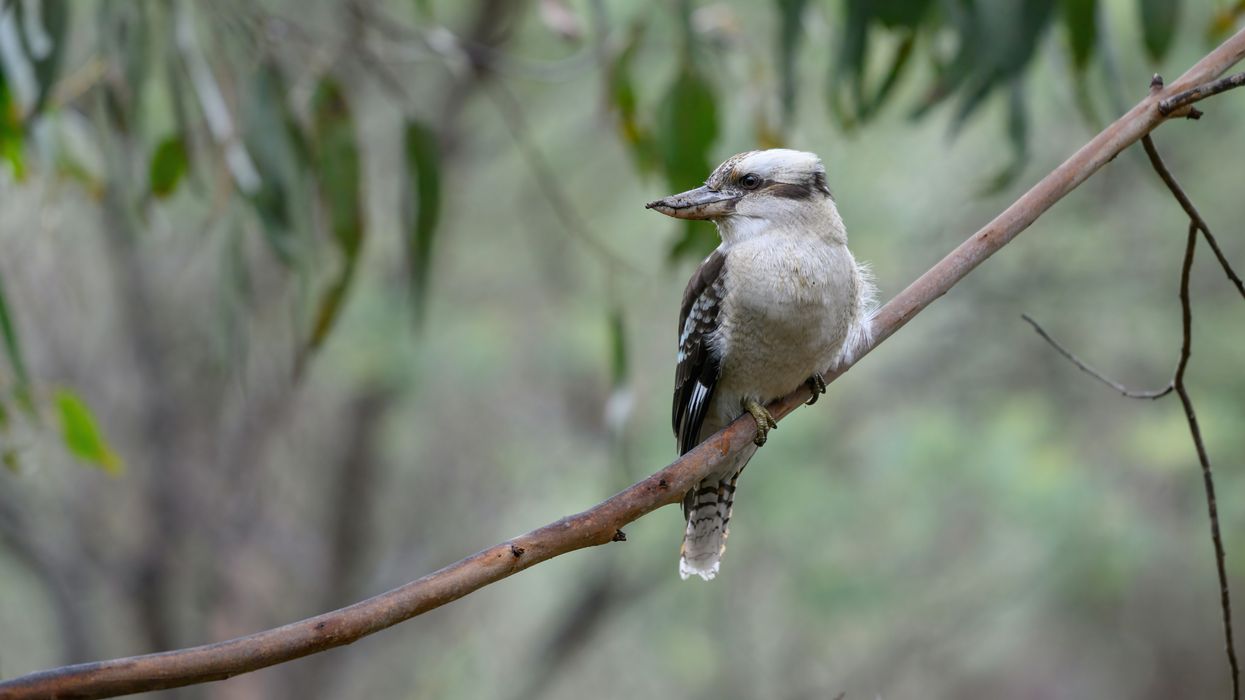 Kookaburra sitting on a branch.