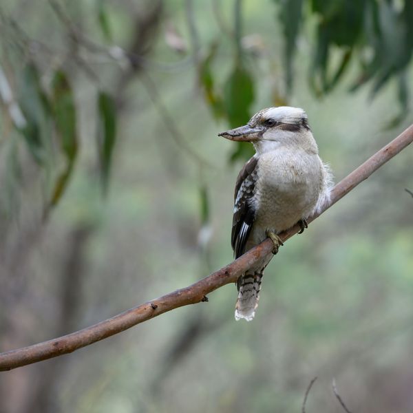 Kookaburra sitting on a branch.