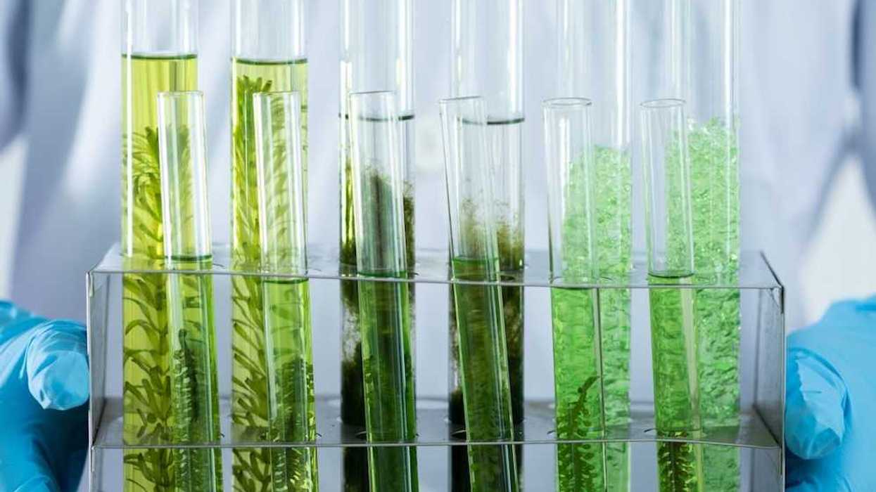 Lab worker wearing blue protective gloves holding a rack with test tubes containing plant specimens.